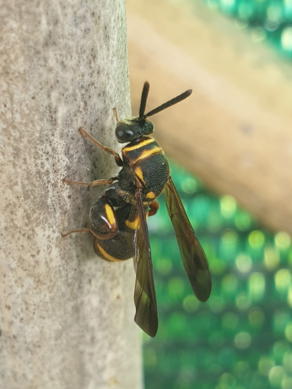 Leucospidae che attenzionano un nido di Isodontia mexicana